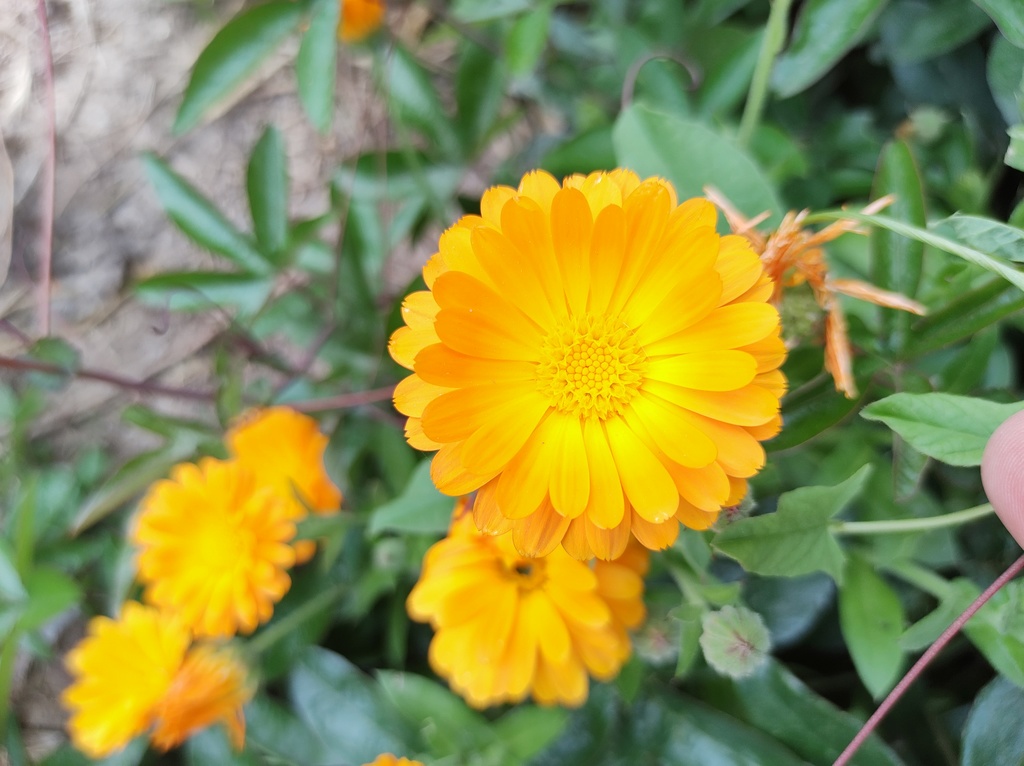 No s'ha trobat l'arxiu